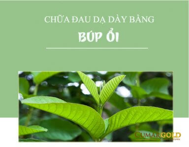 Búp ổi