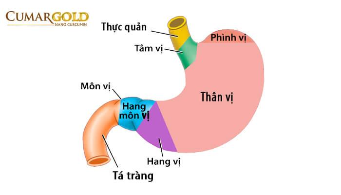 Các phần của dạ dày 