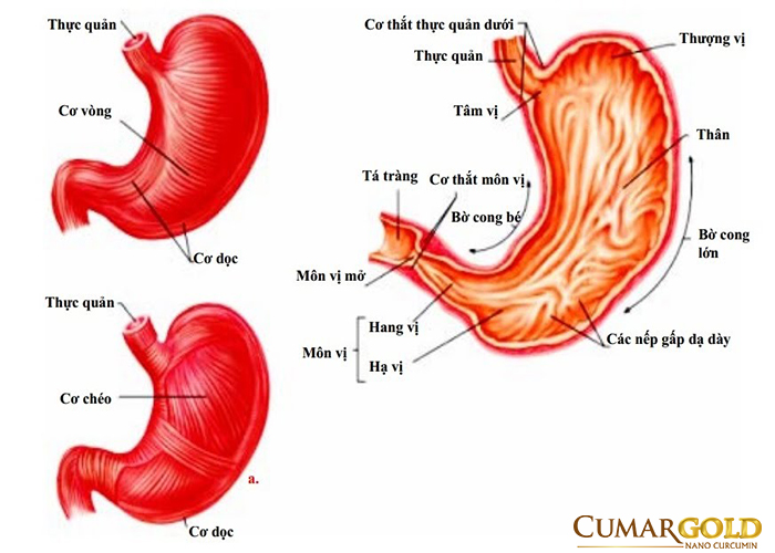 Cấu trúc các lớp của dạ dày 